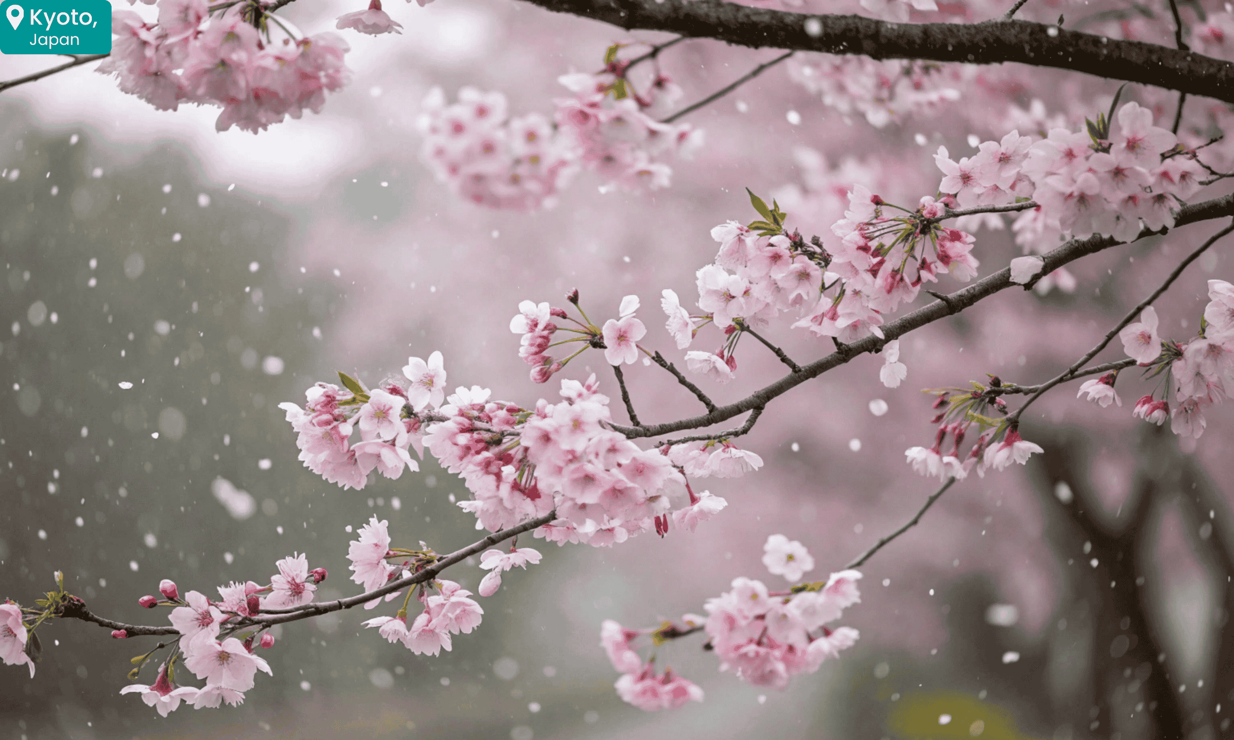 Cherry blossoms